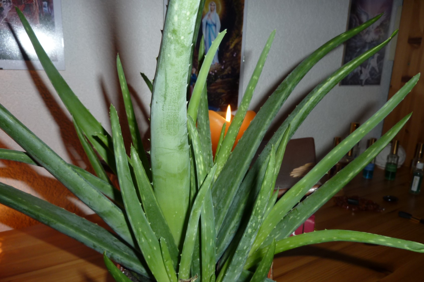aloe photo